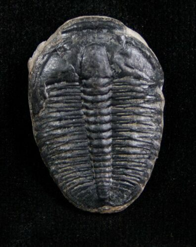 Loose Elrathia Kingii Trilobite #4758